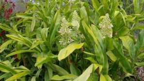 Alpine (Galanga, Callagans): Popis, starostlivosť, obsah, reprodukcia, fotografia, video